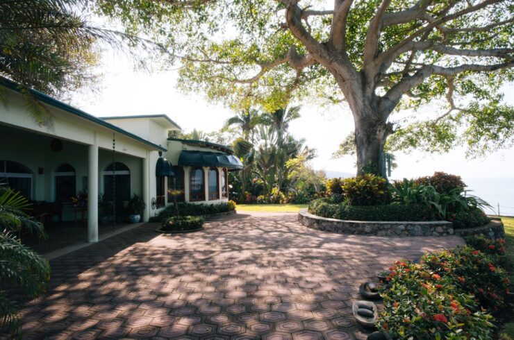 A mature spreading tree shades a paved courtyard beside a house and planted garden beds.