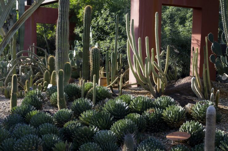 Cactus and succulent garden